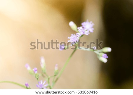 Grass flowers in in field, selective focus