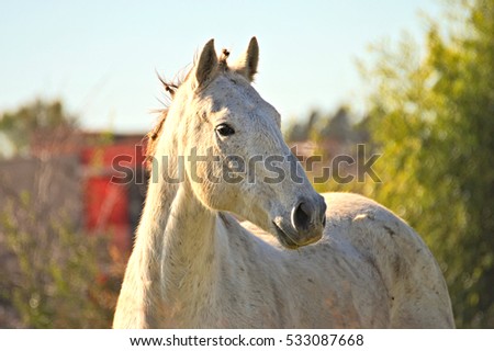 Portrait of a white horse outdoor 