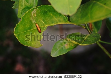 Citrus leafminer ;insect pest