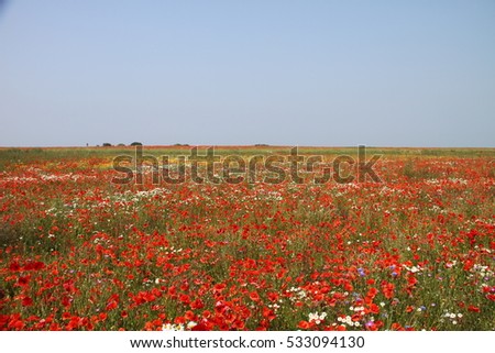 endless poppy fields in near Saint-Laurent-sur-Mer, Normandy, France