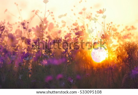 Cosmos flower at sunset, A sentimental feeling against the backdrop of cosmos flowers are the afternoon sun