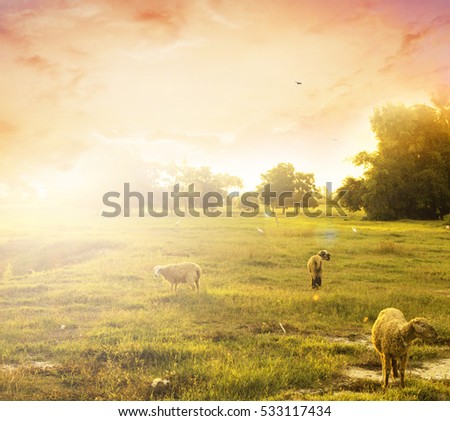 sunset sky with rays of light shining clouds and sky Sheep