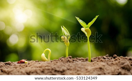 germinating seed to sprout of nut in agriculture and plant grow sequence with sunlight and green background  Royalty-Free Stock Photo #533124349