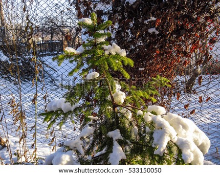 Blue spruce, green spruce. Spruce covered with snow. Little Ukrainian spruce.
