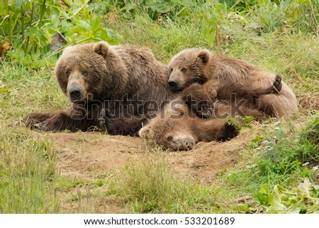 two yearling kodiak brown bears wrestle on top of their mother while laying in a green field