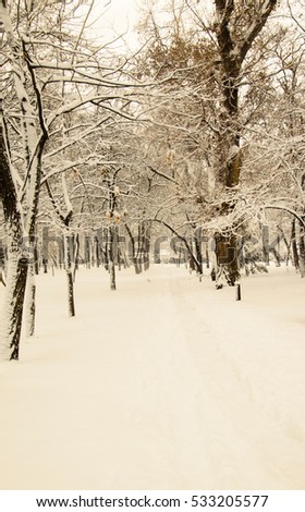 Trees covered with the snow in a park. Retro style