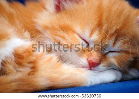 The small kitten sleeps. A close up