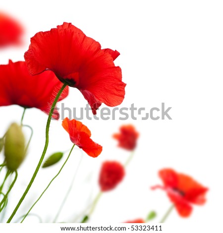 many red poppies isolated on a white background angle of a page