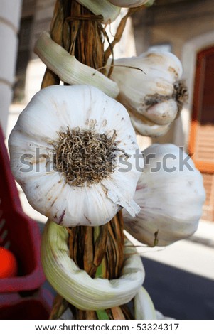 Photo of white garlic on market