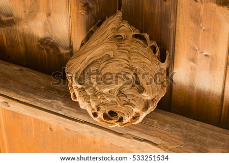 Wasp nest Royalty-Free Stock Photo #533251534