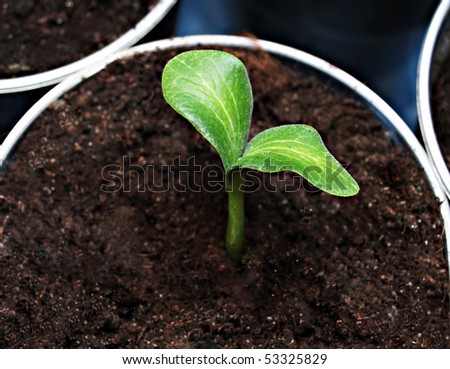 Green sprout in the pot, high resolution