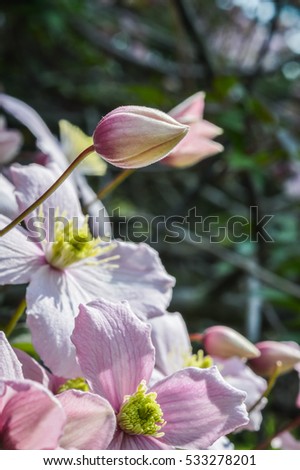 close up of white and pink striped blossoms of Clematis montana with buds
