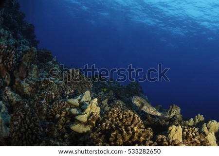 A giant porcupine fish swimming up the reef