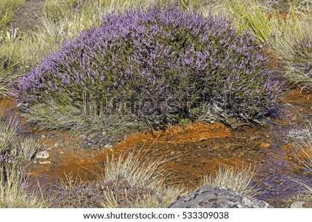 Heather bush in Tongariro National Park
