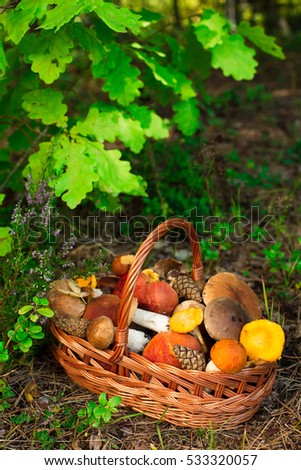 Mushrooms in forest. Card on autumn or summertime. Forest harvest. Boletus, aspen, chanterelles, leaves, buds, berries. Top view
