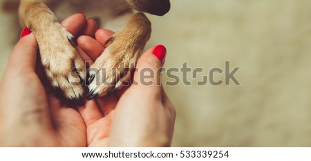 Human and the animal connection. The concept of trust and friendship. Royalty-Free Stock Photo #533339254