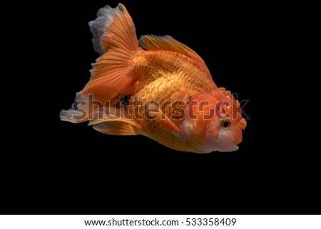 Goldfish movement Isolated on dark Background