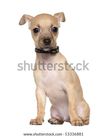 Chihuahua puppy, 4 months old, sitting in front of white background