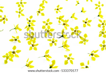 Beautiful petal of yellow flowers on white background