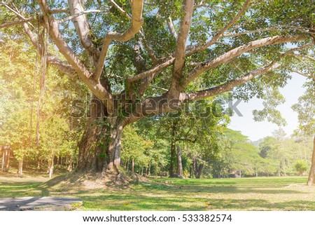 big tree with and green field with nature sunlight background,instant toned image