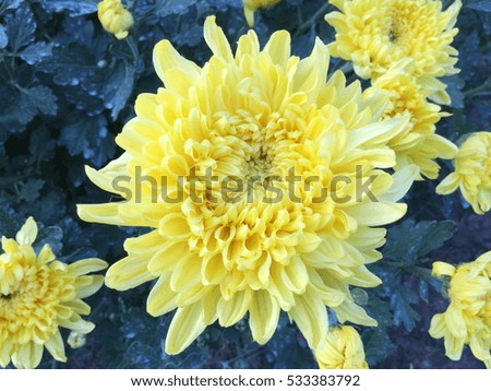 yellow flowers,yellow flowers background
