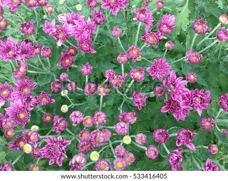 violet flowers background,violet flowers