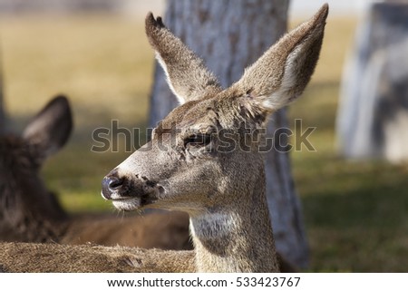 Closeup of Mule Deer.