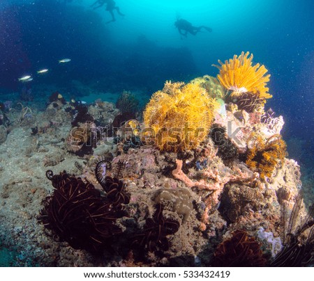 Colourful corals in the Philippines