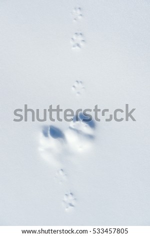 annimals tracks in snow