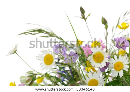 wild flowers