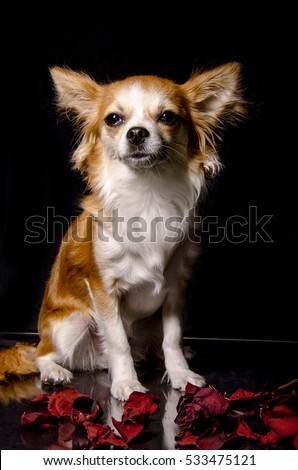 Ginger chihuahua sitting surrounded by rose petals on black background