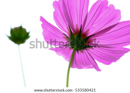  Cosmos Flowers,Pink Cosmos Flowers blooming on the white background.
