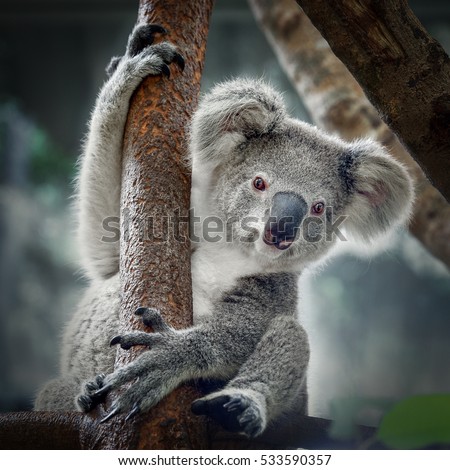 A cute  koala. Royalty-Free Stock Photo #533590357