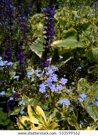 Forget-me-not or Myosotis and other flowers. 