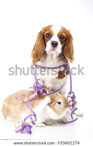 Animals celebrate new year's eve. Bunny lop and king charles dog in studio. Rabbit with dog sylvester illustration. Happy new year! Cavalier king charles spaniel and Wo color rabbit.