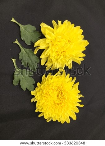 yellow flowers,yellow flowers background
