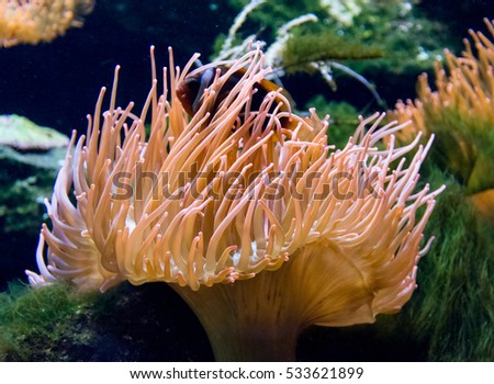 Sea anemone and clown fish Royalty-Free Stock Photo #533621899
