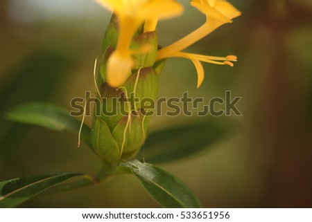 hophead flower