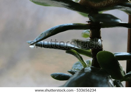 Drop on leaf - Stock Image