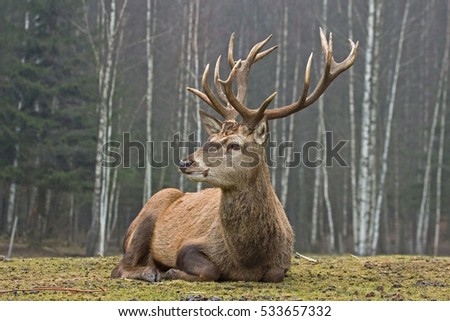 Red deer (Cervus elaphus), male Royalty-Free Stock Photo #533657332
