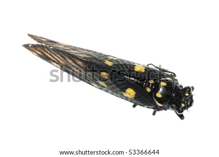 insect cicada bug isolated on white