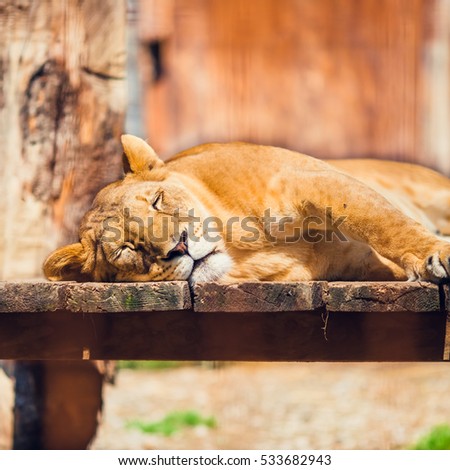 Lioness Is Sleeping During a Hot Sunny Day, picture of Lion int the Zoo
