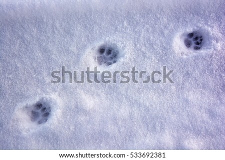 Animal tracks on the snow