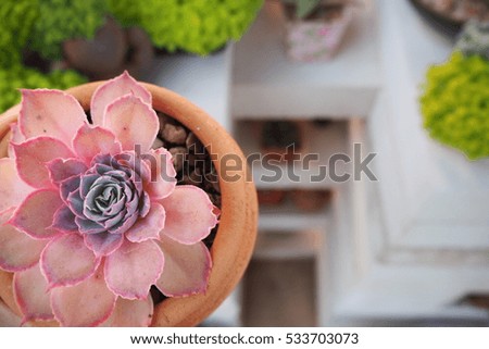 A beautiful pink surround purple leaves rose stone in orange baked clay in cactus garden in front of the white shelf background