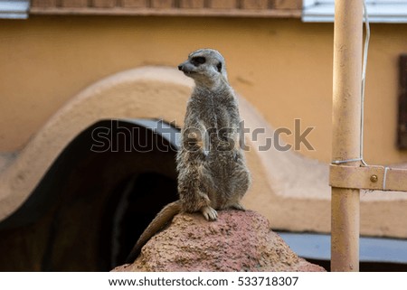  meerkats