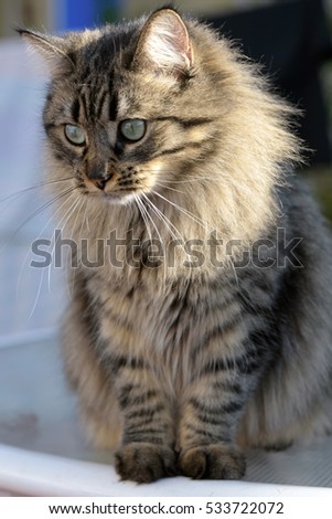 Domestic siberian cat