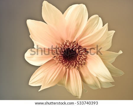 Sunflower : Scientific name: Helianthus annuus.