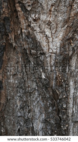 A background closeup of the tree bark. Natural concept