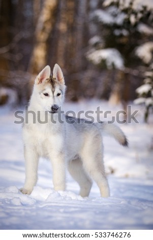 Beautiful gray siberian husky puppy walking on the snow in winter forest outdoor