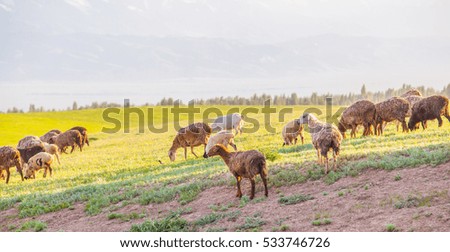 Sheep on Meadow